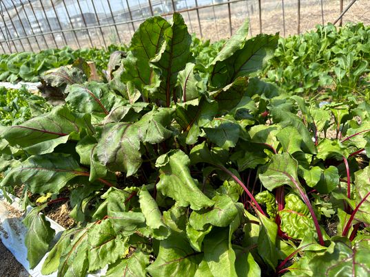 5月25日、農家さんお野菜販売　～寝屋川　お米屋さん～